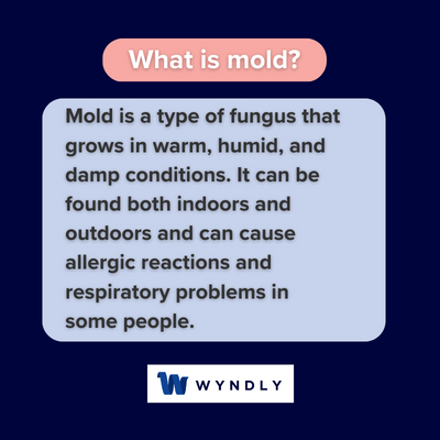 Mold Definition: What Is Mold? (2024)