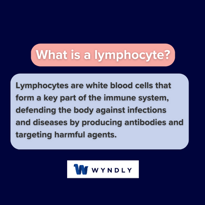 Lymphocyte Definition: What Is A Lymphocyte? (2024) | Wyndly