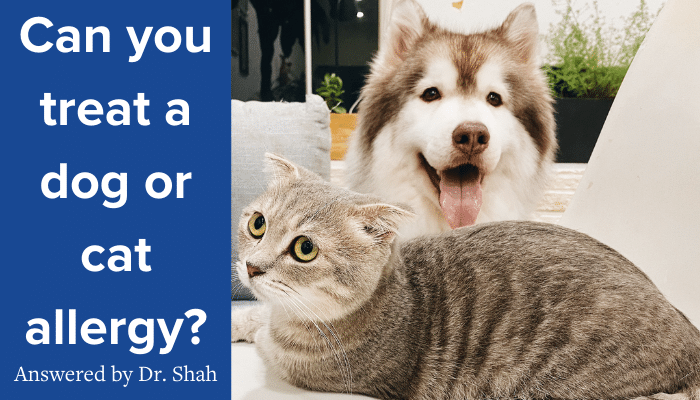 Pet allergy online specialist near me