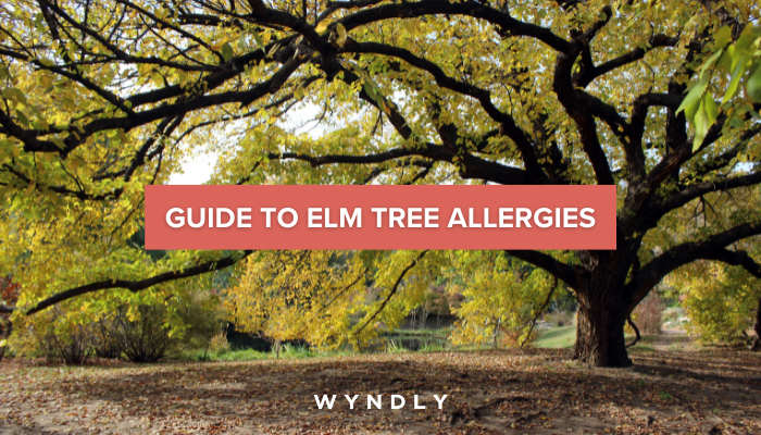 Elm Tree Allergy Cause, Symptoms, Treatment (2024) & Wyndly 