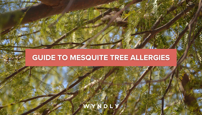 Mesquite Tree Allergy Cause, Symptoms, Treatment 2025 & Wyndly