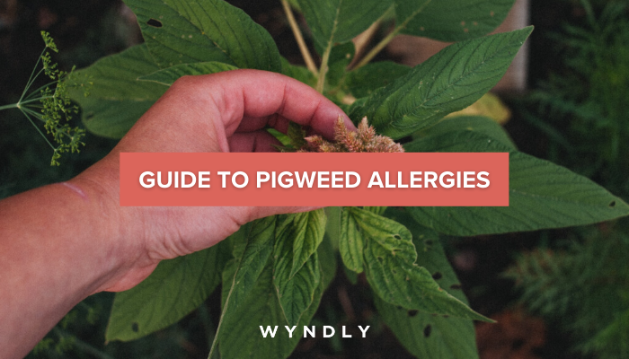 Pigweed Allergy Cause, Symptoms, Treatment (2024) | Wyndly