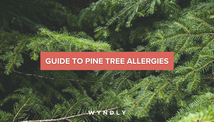 audit Deliberate Delegate Pine Tree Allergy Cause, Symptoms, Treatment (2023) | Wyndly