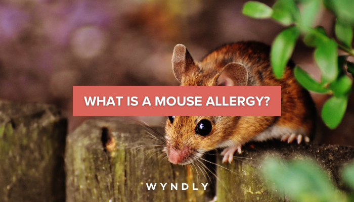 What to Know About a Mouse Allergy 2024 Wyndly