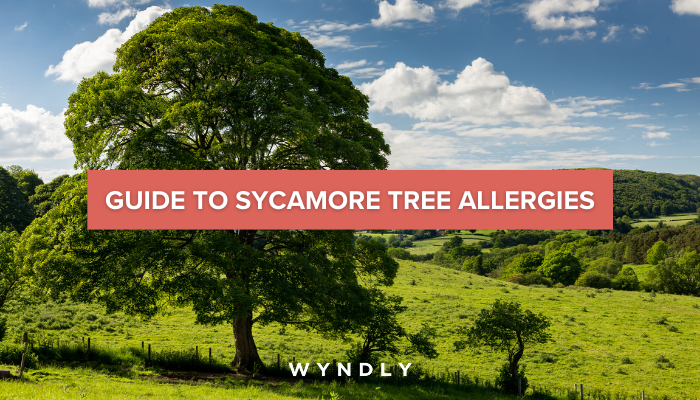 Sycamore Tree Allergy Cause, Symptoms, Treatment 2025 & Wyndly