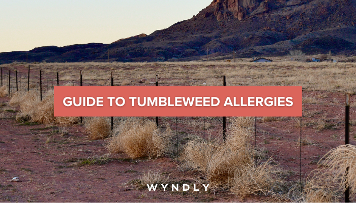 Tumbleweed Allergy Cause, Symptoms, Treatment 2025 & Wyndly