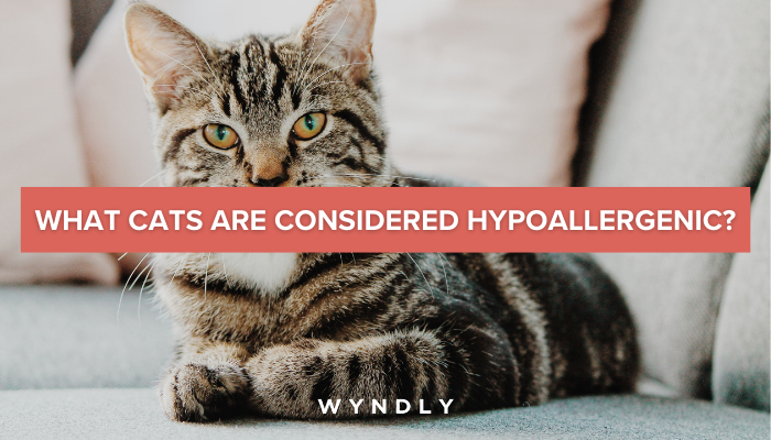Do Hypoallergenic Cat Breeds Exist? Best Cat Breeds for Allergy Sufferers