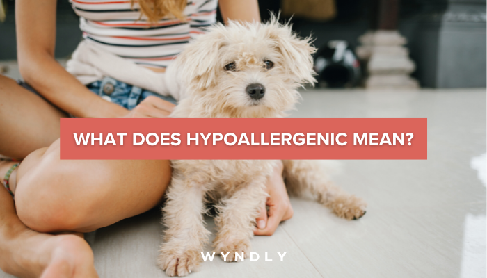 Meaning of online hypoallergenic dog