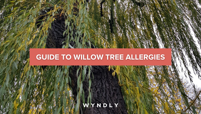 A diagram of the willow tree's allergens and their effects on the human body