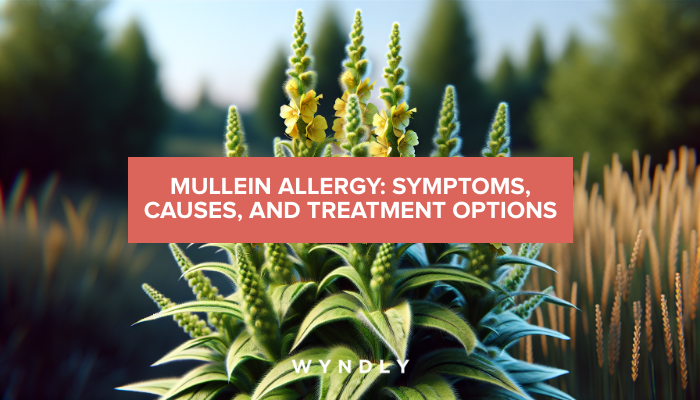 Mullein Allergy: Symptoms, Causes, and Treatment (2026) & Wyndly