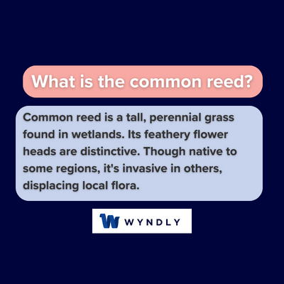 Common Reed Definition: What Is Common Reed? (2024) & Wyndly