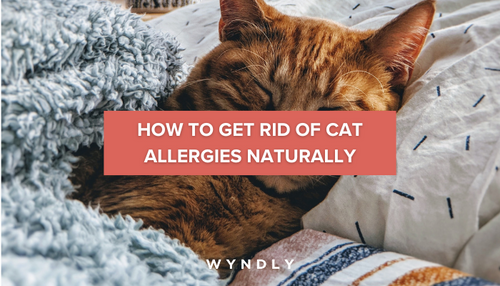 How to Get Rid of Cat Allergies Naturally 2024 Wyndly