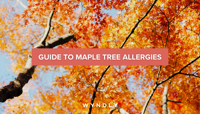 Maple Tree Allergy Cause, Symptoms, Treatment 2025 & Wyndly 
