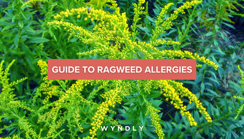 Ragweed Allergy Cause Symptoms Treatment 2024 Wyndly