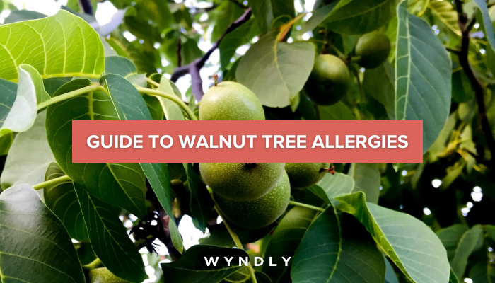 Walnut Tree Allergy Cause, Symptoms, Treatment 2025 & Wyndly