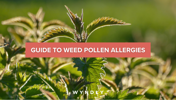 Weed Pollen Allergy Cause, Symptoms, Treatment 2025 & Wyndly