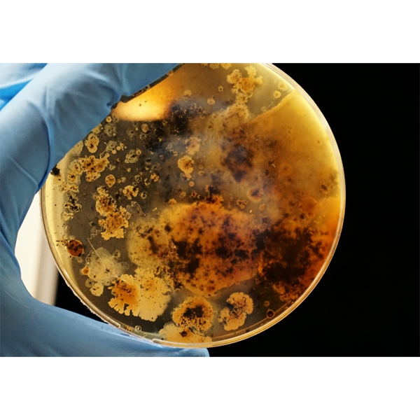 Petri dish with mold